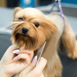 Groomer using Chris Christensen 5" Face and Feet Buttercomb #006 to comb and style the face of a Yorkshire Terrier