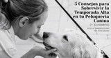 5 Consejos para Sobrevivir la Temporada Alta en tu Peluquería Canina (y Cuidarte)