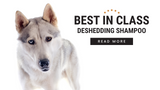 Best in Class: Your New Go-To Deshedding Shampoo (Infographic)