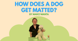 How Does a Dog Get Matted?