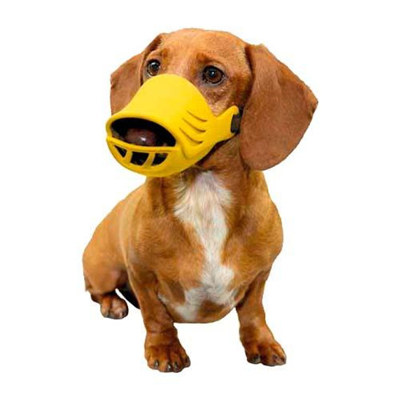 Artero Silicone Muzzle for Dog, Small on a dog