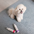 Bichon Frise beside scented and unscented Hypoallergenic Waterless Shampoo bottles