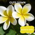 Close-up of blooming plumeria flowers, highlighting the text: 'cuts down bathing time, plumeria scent'