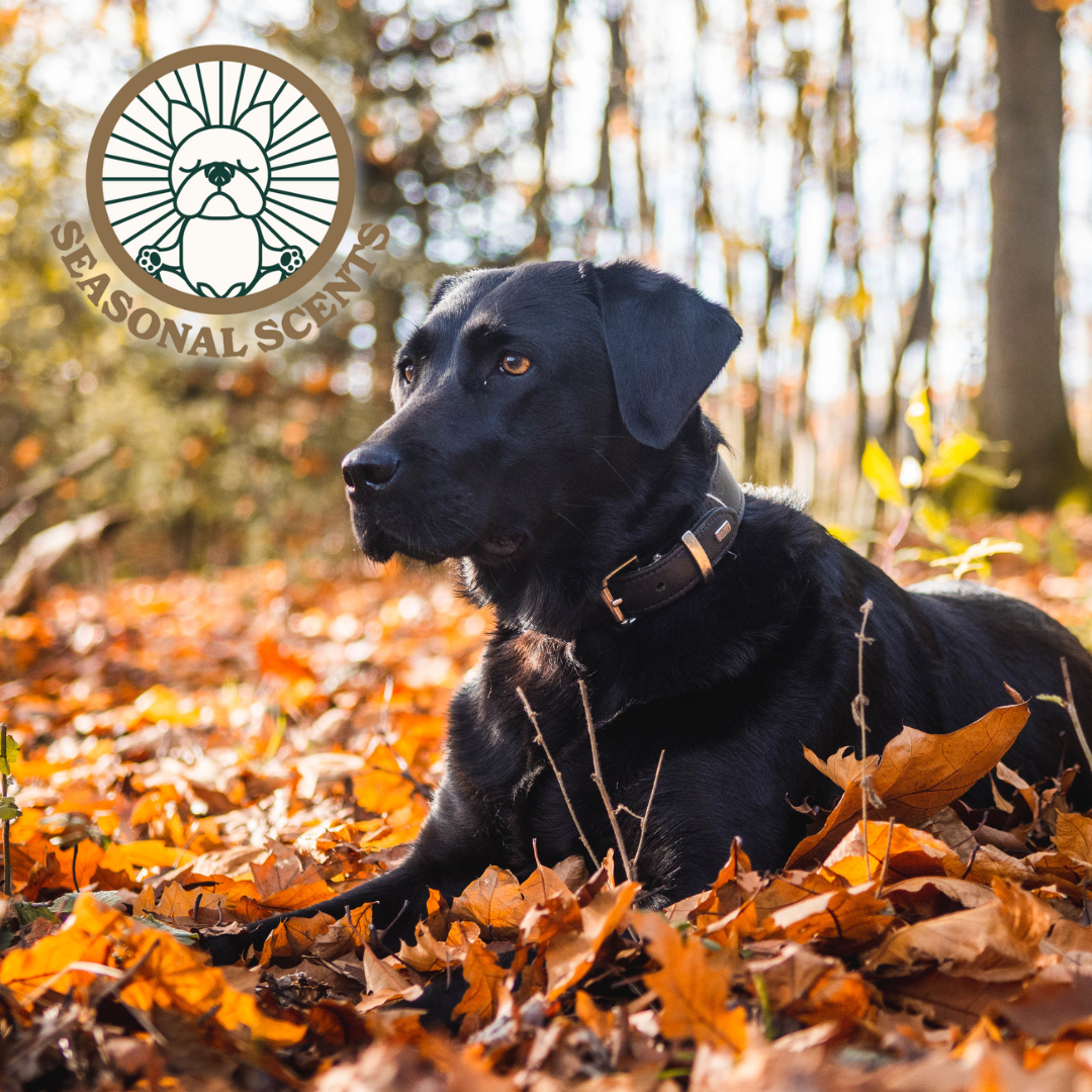 Fall Scents