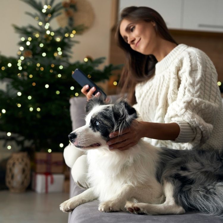 Woman sitting on a sofa by a Christmas tree petting an Australian Shepherd while looking at her cell phone.