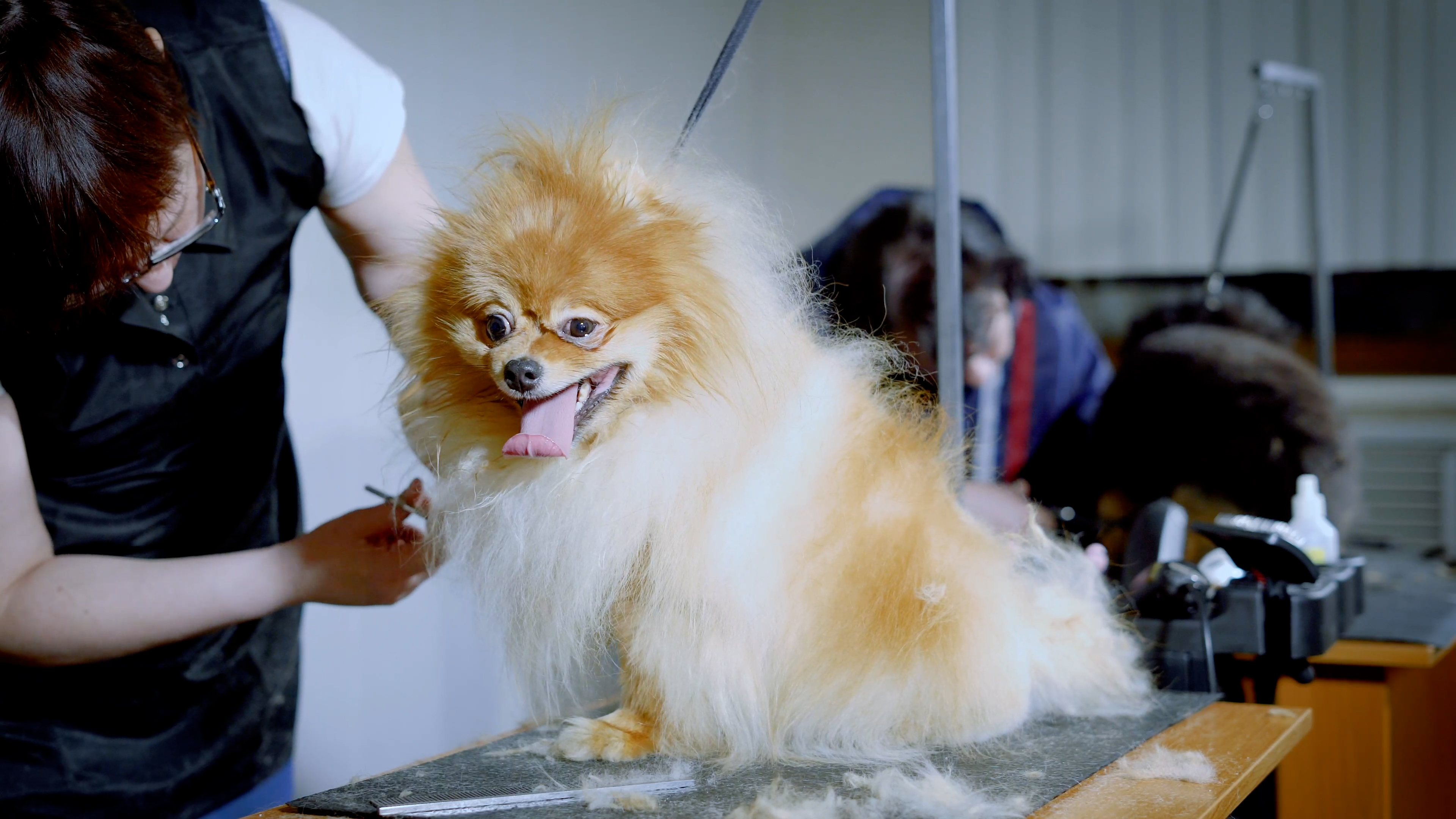 The Importance of Dog Grooming