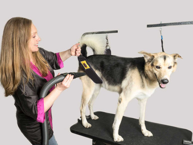 Dog Grooming Restraints: Ensuring Pet Safety and Comfort