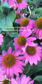 Motivational theme banners are designed to inspire, encourage, and spiritually uplift congregants and visitors. These banners feature powerful Bible verses, uplifting quotes, and thematic phrases to promote a hopeful tone for worship.

And if you want something uniquely yours, contact us! Our design professionals will create a special design with your information - all at no extra charge!