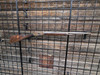 Used Winchester 1892 25-20 Lever Action 20 Inch barrel