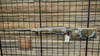 Hardy Rifle Hybrid BA 300 PRC 26in 1:8 Cheek Riser Hybrid Paint
