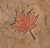 Proline SA2302 Maple Leaf Stamp