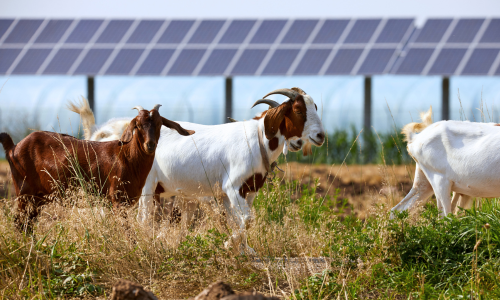 Goats walking in field with solar panels in the distance.