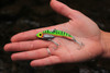 SteelShad Original Perch (Firetiger)