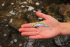 SteelShad Original Trout