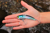 SteelShad XL Tennessee Shad