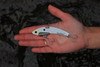 SteelShad XL White