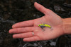 The SteelShad Mini Series - Yellow Shad