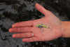The SteelShad Mini Series - Gold (2pk)