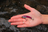 Purple Heavy Series - 1/2 oz., #8 VMC Black Nickle Hooks, and Line Clip