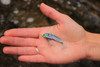 SteelShad Mini Series - 1/4 oz - Kentucky Shad (2pk)