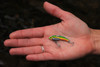 SteelShad Mini Series - 1/4 oz - Perch (2pk)