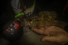 1/4 oz. Glow in the dark fishing lures- Green