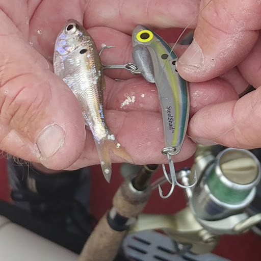 Sexy Shad 1/4 oz. Blade Bait 2pk | SteelShad Fishing Co.
