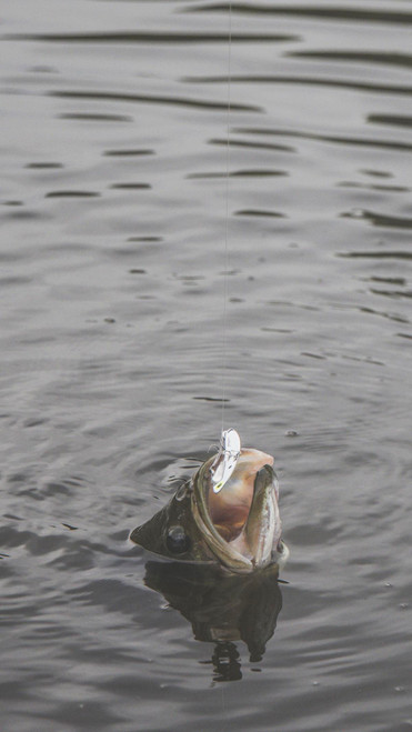 The SteelShad XXL Series - Silver