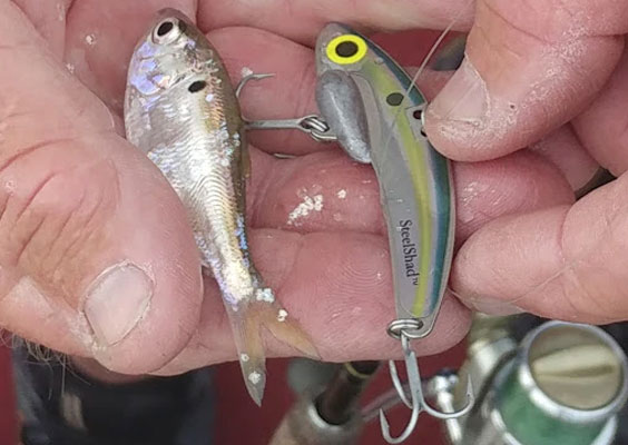 Smallies are on the Buckeye Lures - Grae Buck Fishing