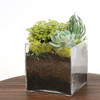 Square Glass Terrarium Vase