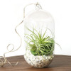 Tall Zen Hanging Terrarium
