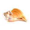 Atlantic Knobbed Whelk Sea Shell