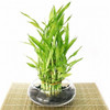Lucky Bamboo Arrangement - Tiered Bamboo <!-- Lucky Bamboo -->