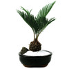 Eastern Leaf Sago Palm