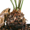 Eastern Leaf Sago Palm