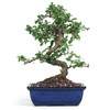 Flowering Tea Tree (Fujian/Fukien Tea)