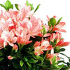 Azalea - Pink Blossom