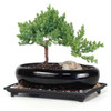Medium Rock Juniper