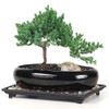 Medium Rock Juniper Bonsai Tree