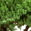 Medium Rock Juniper