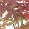 Dwarf Japanese Red Maple Bonsai