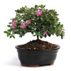 Azalea - Purple Blossom