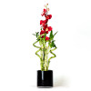 Lucky Bamboo Arrangement - Red Orchid Lucky Bamboo