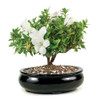 Flowering Azalea Bonsai Tree