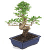 Bonsai - Ligustrum Bonsai Tree