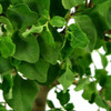 Ligustrum (Privet)