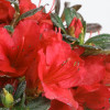 Azalea - Red Blossom