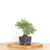 Artist Curated Bonsai