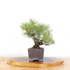 Artist Curated Japanese Black Pine - 77575