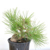 Ready to Style: Japanese Black Pine - 80101
